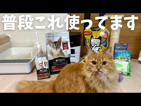 お猫様の下僕 僕はお猫様の下僕です。 | Gファンタジー | SQUARE ENIX