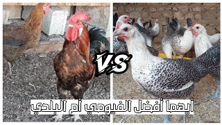 الفرق بين الدجاج الفيومي VS والدجاج البلدي