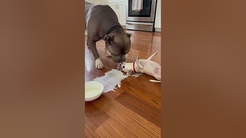 Tiny Chihuahua’s Hilarious Puppy Antics vs Huge Pitbull 🐶😂 #americanbully #cuteanimal
