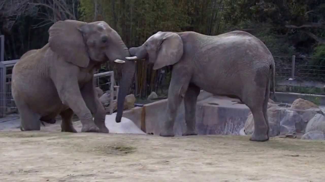 Elephants Play Spar at San Diego Zoo Safari Park