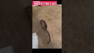 Housesitting 3 Cats - Mouse Story