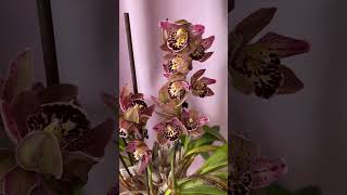 Cymbidium Vogel’s Magic#orchid #орхідеї #cymbidium #flowers #beautiful #
