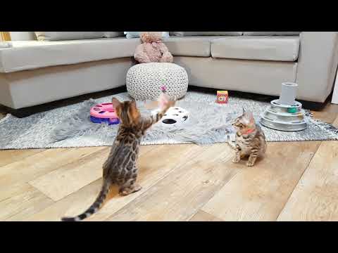 bengal-cats-australia---kittens-for-sale