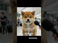 おはなが #空港 #豆柴