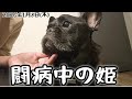 【闘病】"ご飯大好き"な'姫ちゃん"の最新映像!!