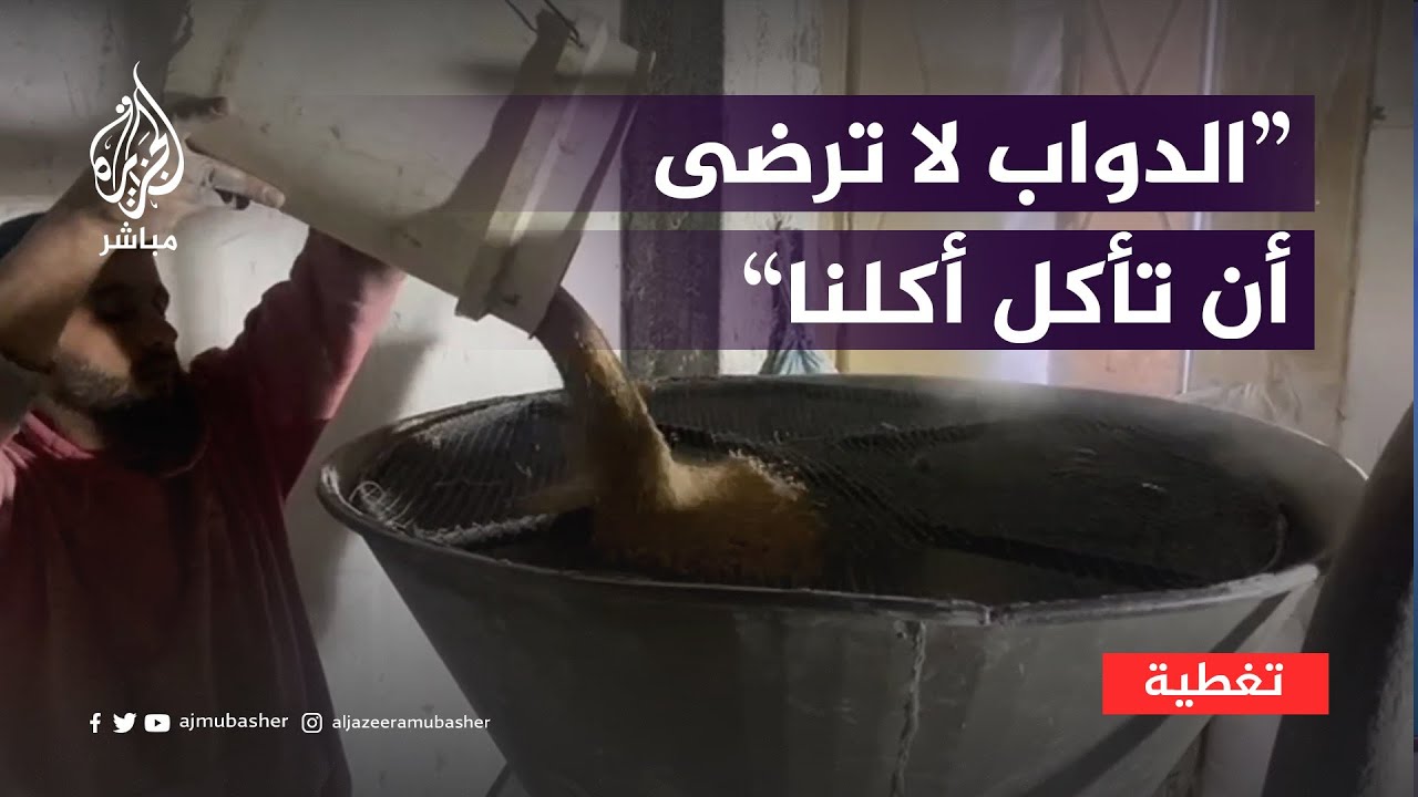 "الدواب لا ترضى أن تأكل أكلنا".. نازحون شمال غزة يخلطون الذرة بالعلف ليصنعوا الخبز