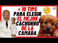 10 TIPS PARA CÓMO ELEGIR EL MEJOR CACHORRO DE LA CAMADA❤️CÓMO COMPRAR UN PERRO