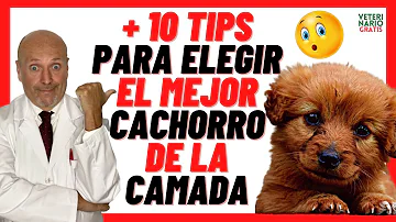 ¿Cómo elegir un cachorro manso?