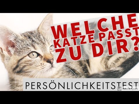 Video: Welche Katze Passt Zum Sternzeichen