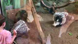 Monkey tries to play with two porcupines