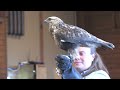 EagleVideo