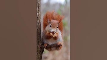 Did you know that red squirrels do not hibernate? please like share and subscribe 💞