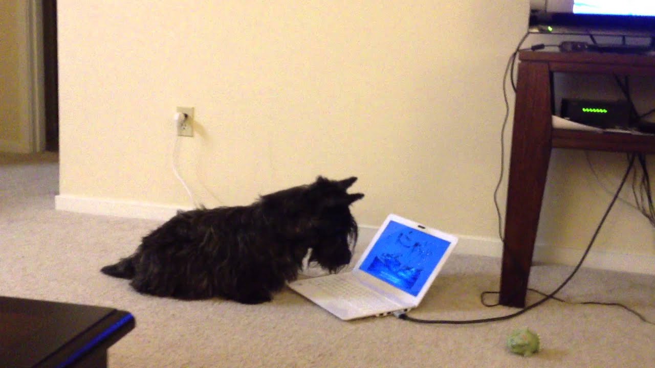 My Scottie dog is watching a movie