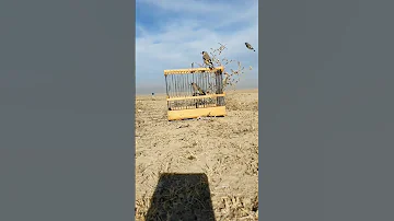 صيد طيور الحسون في الطبيعة 