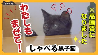 [Talking Kitten] A black kitten who talks hard trying to join the family gathering