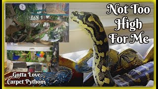 Celebrity Enclosure Sizes From Babies To Adult Snakes/Carpet Pythons Net Worth
