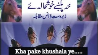 Pashto saaz Kha pake khushala ye with cockroach dance