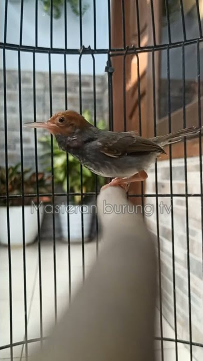 burung cemplir gacor full speed #prenjak