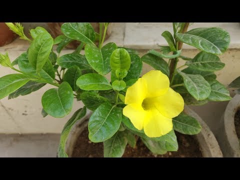 Video: Allamanda Plant Care - How To Grow Golden Trumpet Houseplants