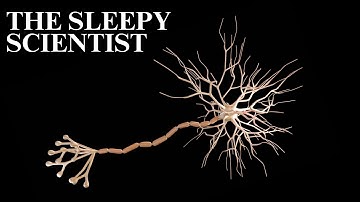 The Nervous System, Explained Slowly | Science for Sleep