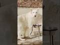 white wolf☠ pets of kpk #puppy #germanshepheard#pets#alisession#shorts