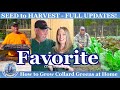 How to Grow our FAVORITE Collard Greens from (SEED to Harvest) at Home