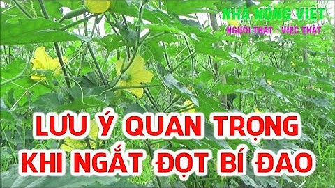 LƯU Ý QUAN TRỌNG KHI NGẮT ĐỌT BÍ ĐAO - NHÀ NÔNG VIỆT THỰC HIỆN