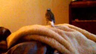 top%20gun%20havin%20fun%20out%20his%20cage[1]