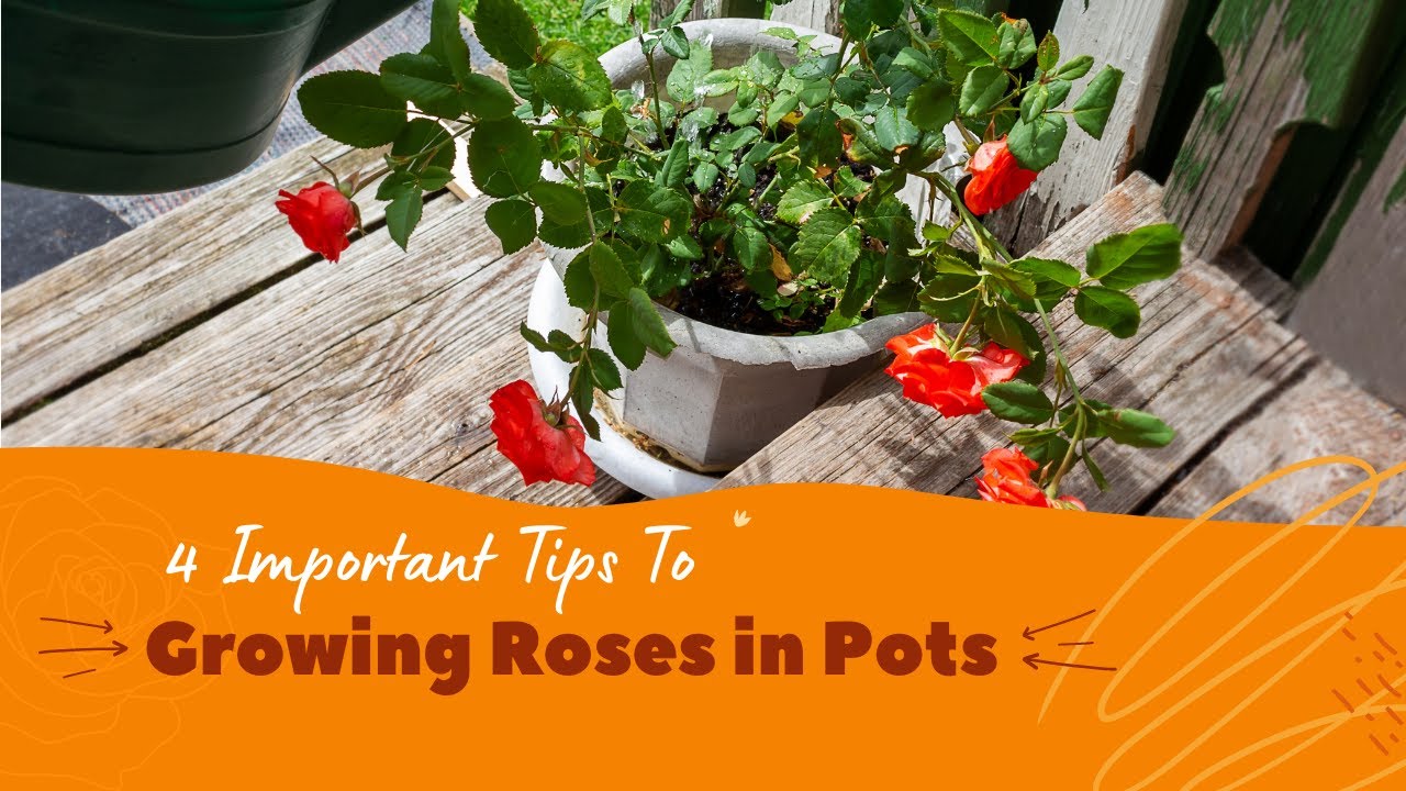 4 Important Tips to Growing Roses in Pots YouTube