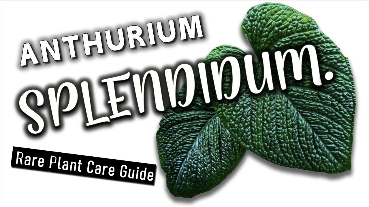 Anthurium Splendidum Care Guide + Repotting | Rare Plant Growth Tips!