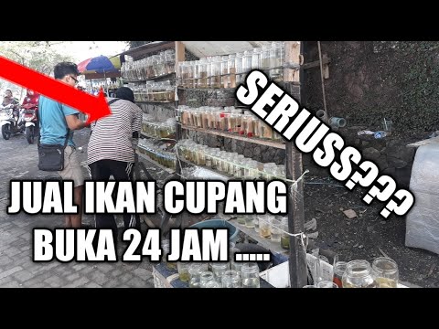 JUAL IKAN CUPANG DI PINGGIR JALAN TIAP SAAT JAM #RSVLOG_25