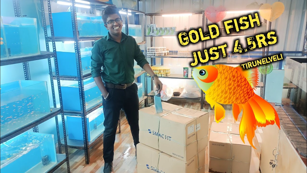 Huge unboxing ! Gold fish 9rs at tirunelveli 🎊 weekend offers 😀 YouTube