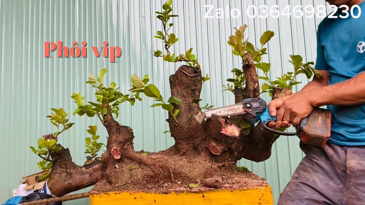 P2 tập228/lọc mầm và định hình phôi chòi mòi lá tròn siêu trái đẹp 