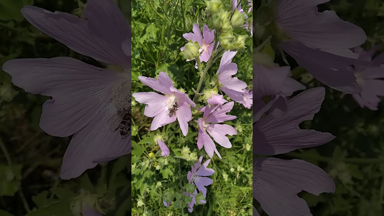 Хатьма Тюрингенская)