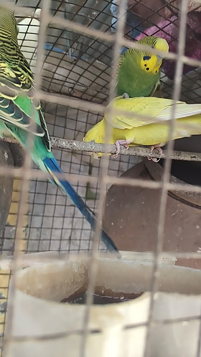 ye kis bird 🐦🕊️ke eggs 🥚hai 🐥🐣#shorts #birds
