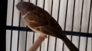 Top Masteran Gereja Tarung Ngeroll Abis Durasi Panjang Suara Jernih | Kicau Tembak 30 Oktober 2025