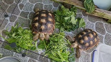 Xương rồng tai thỏ - món ăn cực kỳ tốt cho Rùa cạn #xuongrong #xuongrongtaitho #tortoise #sulcata