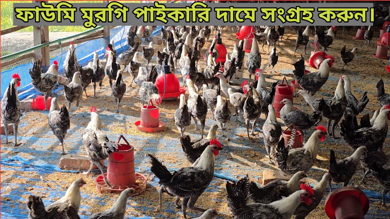 শীতের মৌসুমে বড় সাইজের মুরগি নিয়ে খামার শুরু করা লাভজনক।