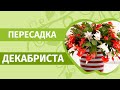 Обильное цветение Декабриста  гарантировано! Как пересадить кактус Декабрист.