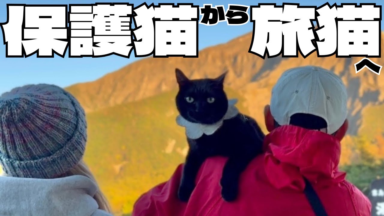 【旅猫タビ】小さな黒猫が旅の相棒になるまでの道のり【ドライブ＆車中泊】
