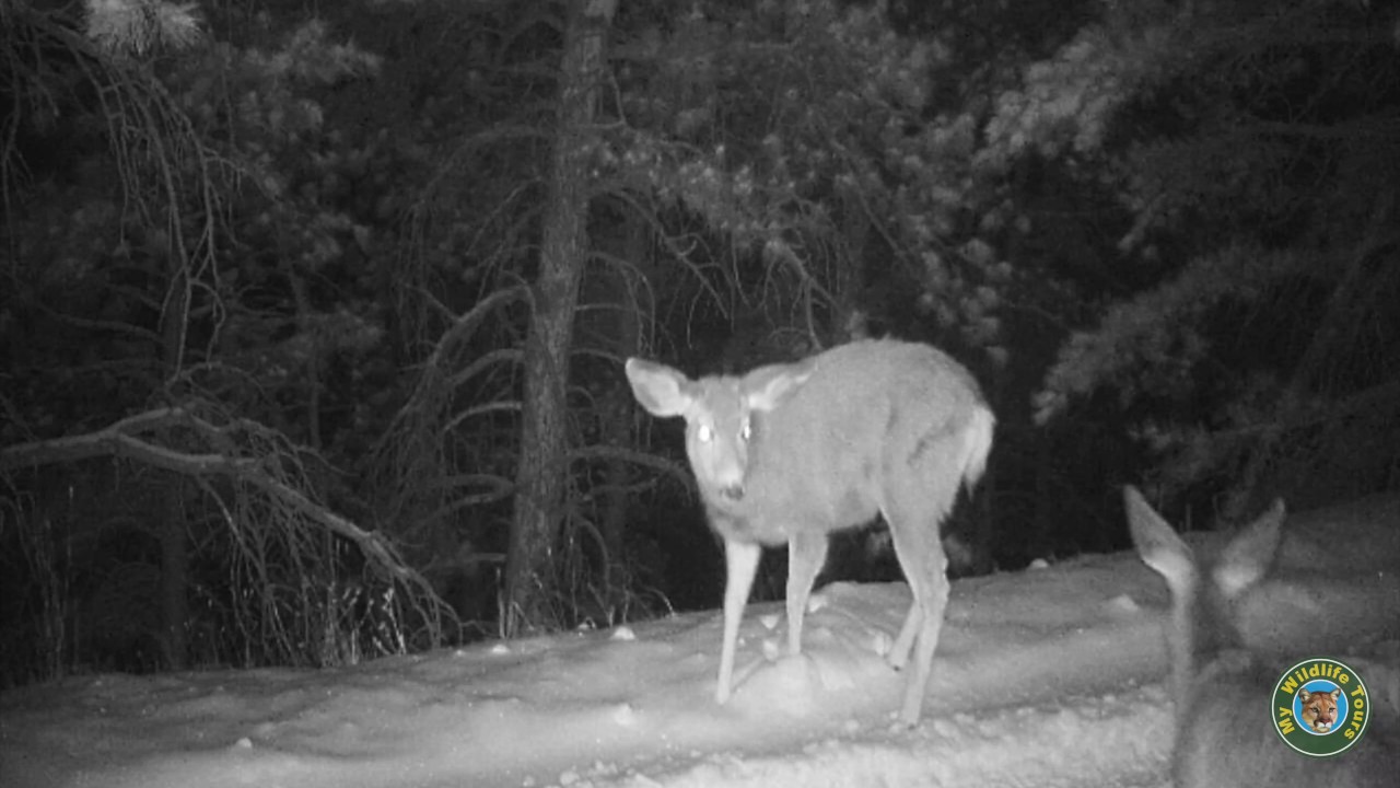 fawnmates Trail Cam: Turkeys, Fox, Deer, and Bear