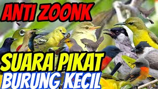 suara pikat burung kecil ribut paling ampuh, 1 jam full Anti zoonk