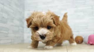 『今こそうー特価』　Kaori 『子犬たち』 今日もうー特価』 Kaori 『子犬たち』 What I was taught by my