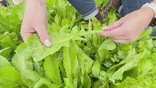 High quality feed with DLF Seeds perennial chicory