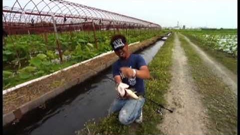 フロッグ完全バイブル予告