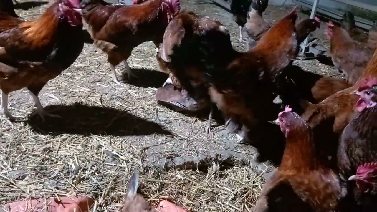 هاكيفش كنحرك الخصوبة الاخوان #الدجاج_الفرنسي # تربية دجاج الفرنسي 