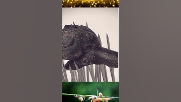 Tuyệt vời những con ốc sên #ocsen #shortvideo