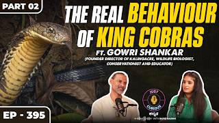 The Untold Truth About King Cobras, Snake Myths, Rainforest Life & Wildlife Conservation Explained