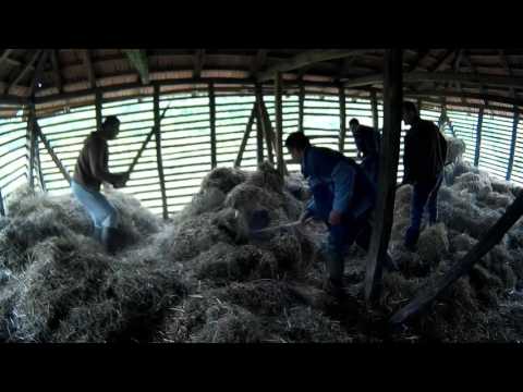 Video: Kako Se Brinuti Za Domaće Pacove