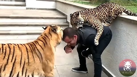Tiger Saves Man from a Jaguar Attack